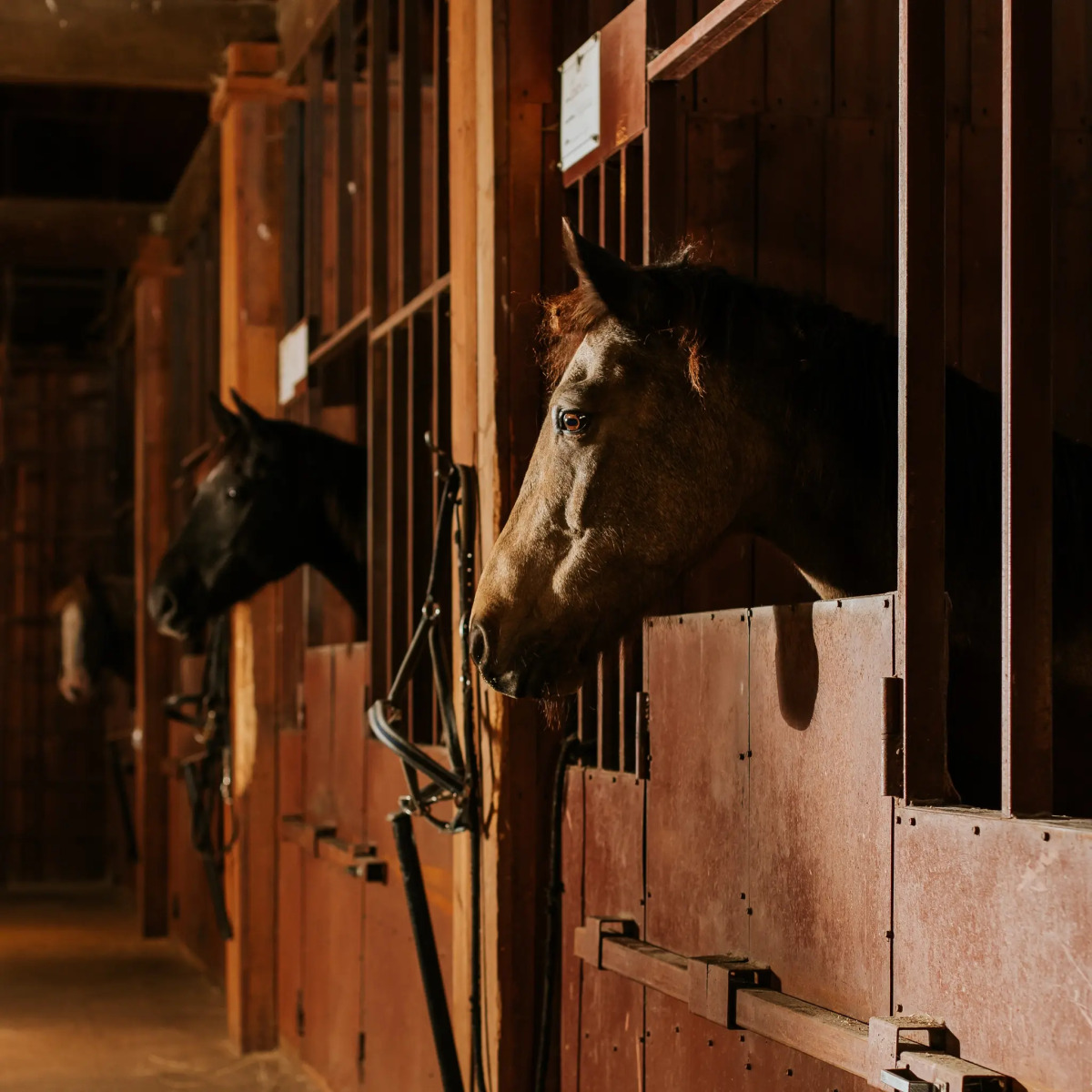 База отдыха Агротуристический комплекс Эль Ранчо
