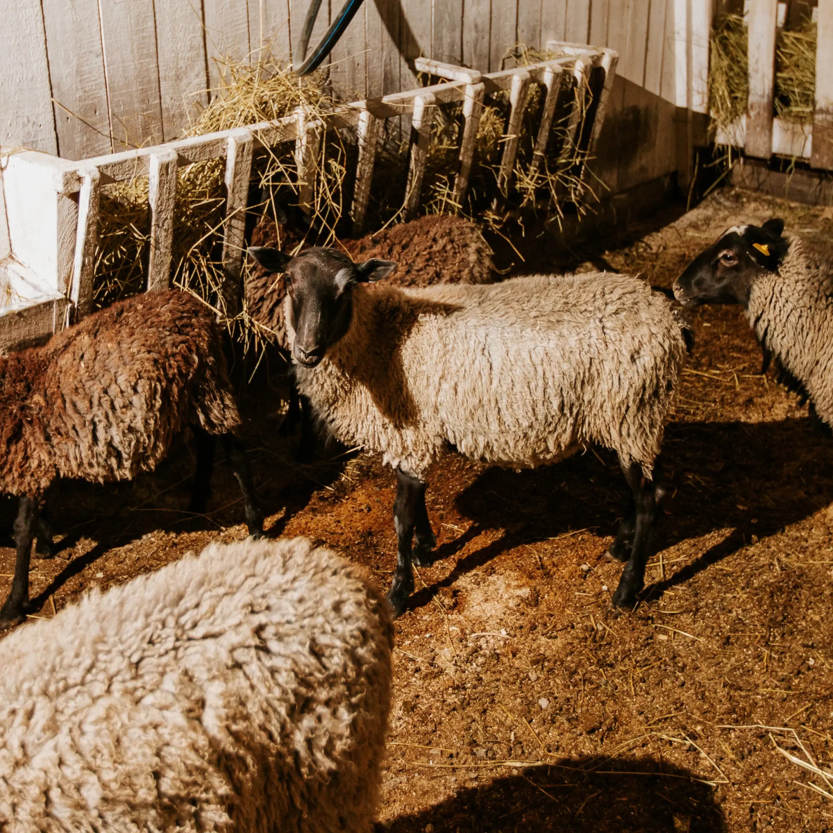 База отдыха Агротуристический комплекс Эль Ранчо