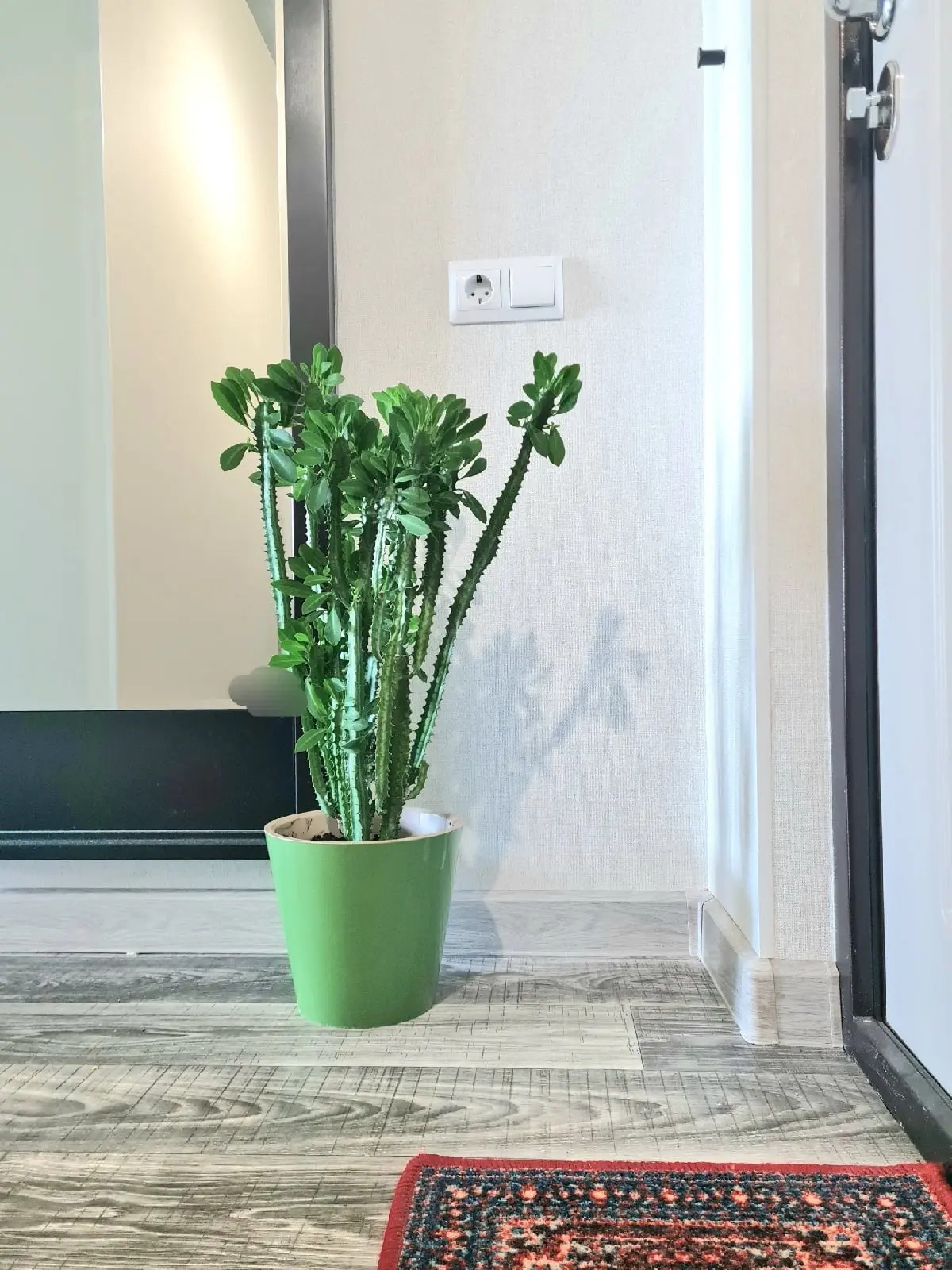 Апартаменты на Шафиева 44/1