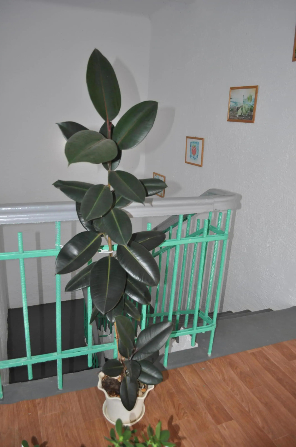 Отель Чайка