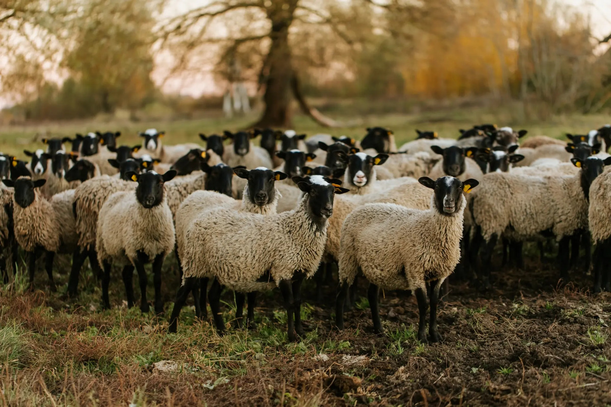 База отдыха Агротуристический комплекс Эль Ранчо