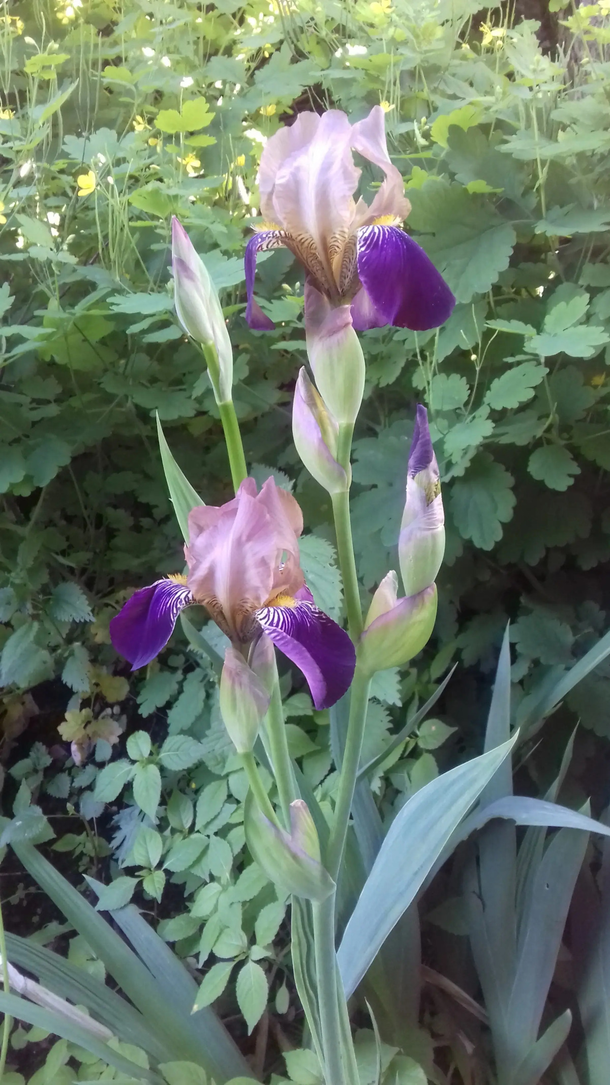 Гостиница У Домика Петра