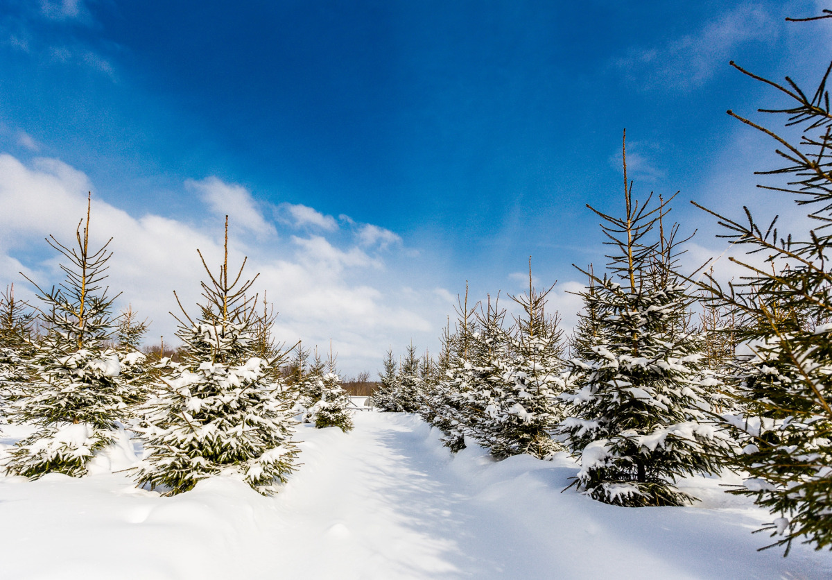 База отдыха Агротуристический комплекс Эль Ранчо