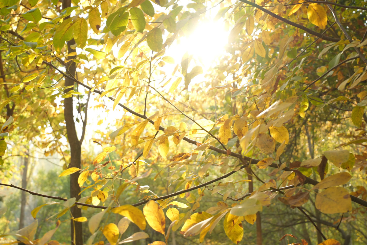 Wellmore Resort Hotel Charvak