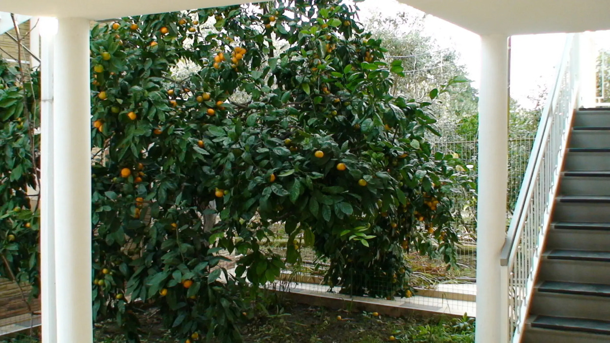 Мини-отель Гостиница Домик в Гаграх