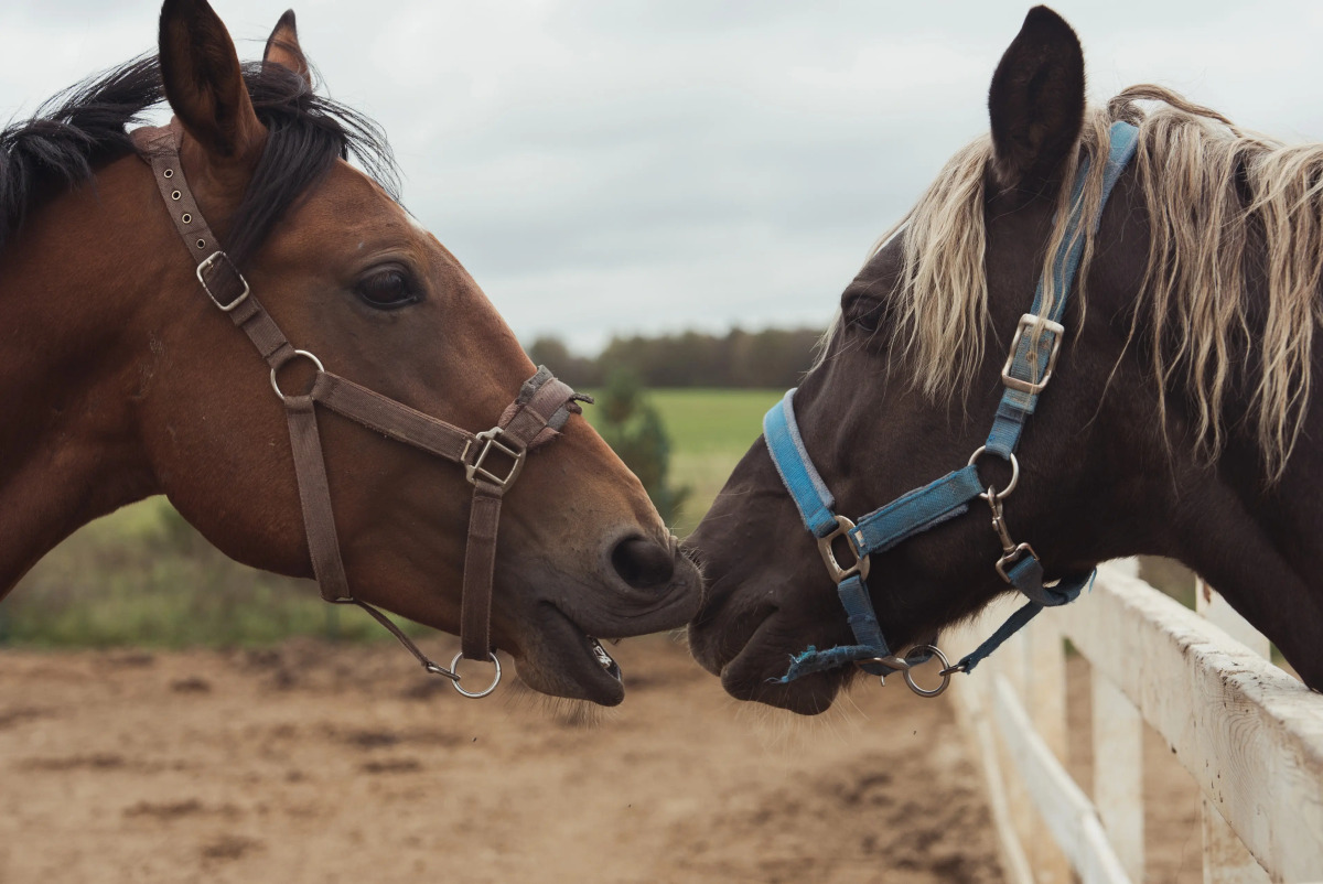 База отдыха  Ранчо