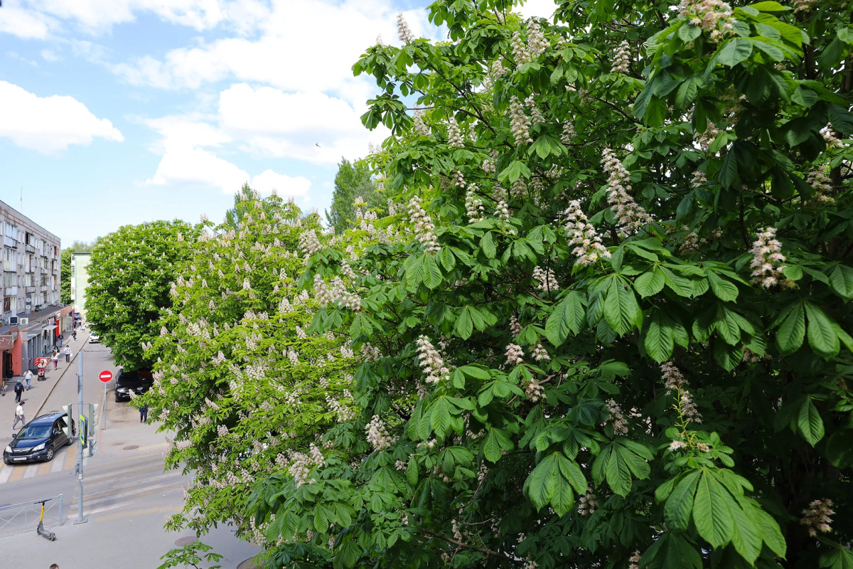 Квартира в Центре