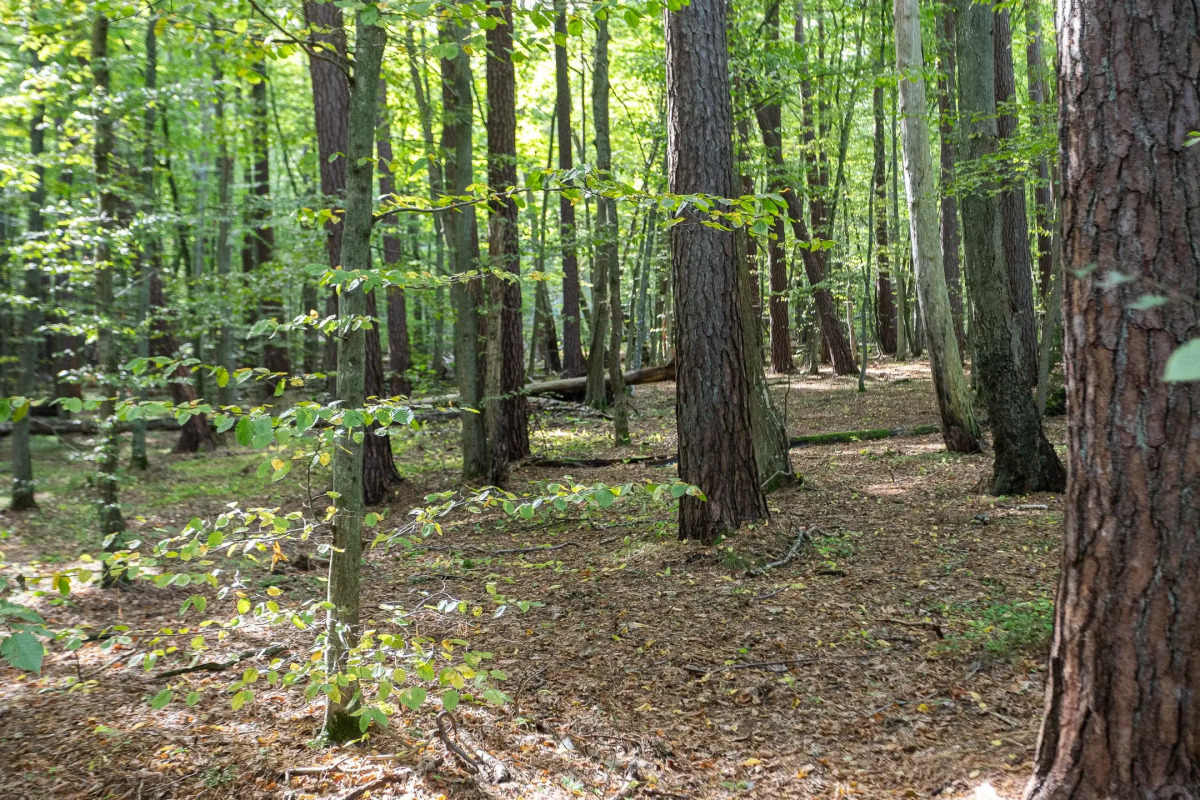 Апартаменты Klenovaya