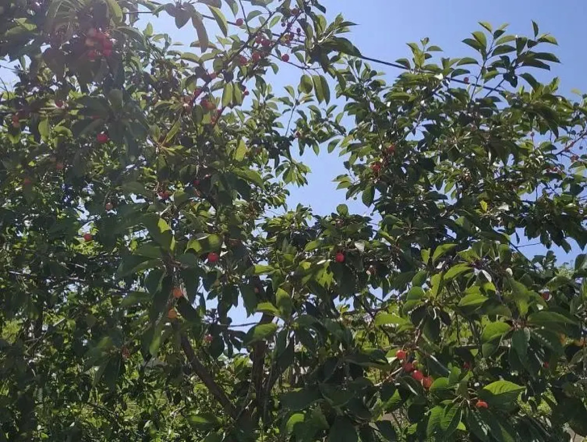 Золотые Пески