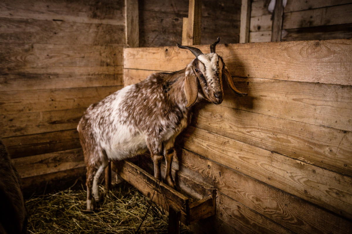 База отдыха Агротуристический комплекс Эль Ранчо