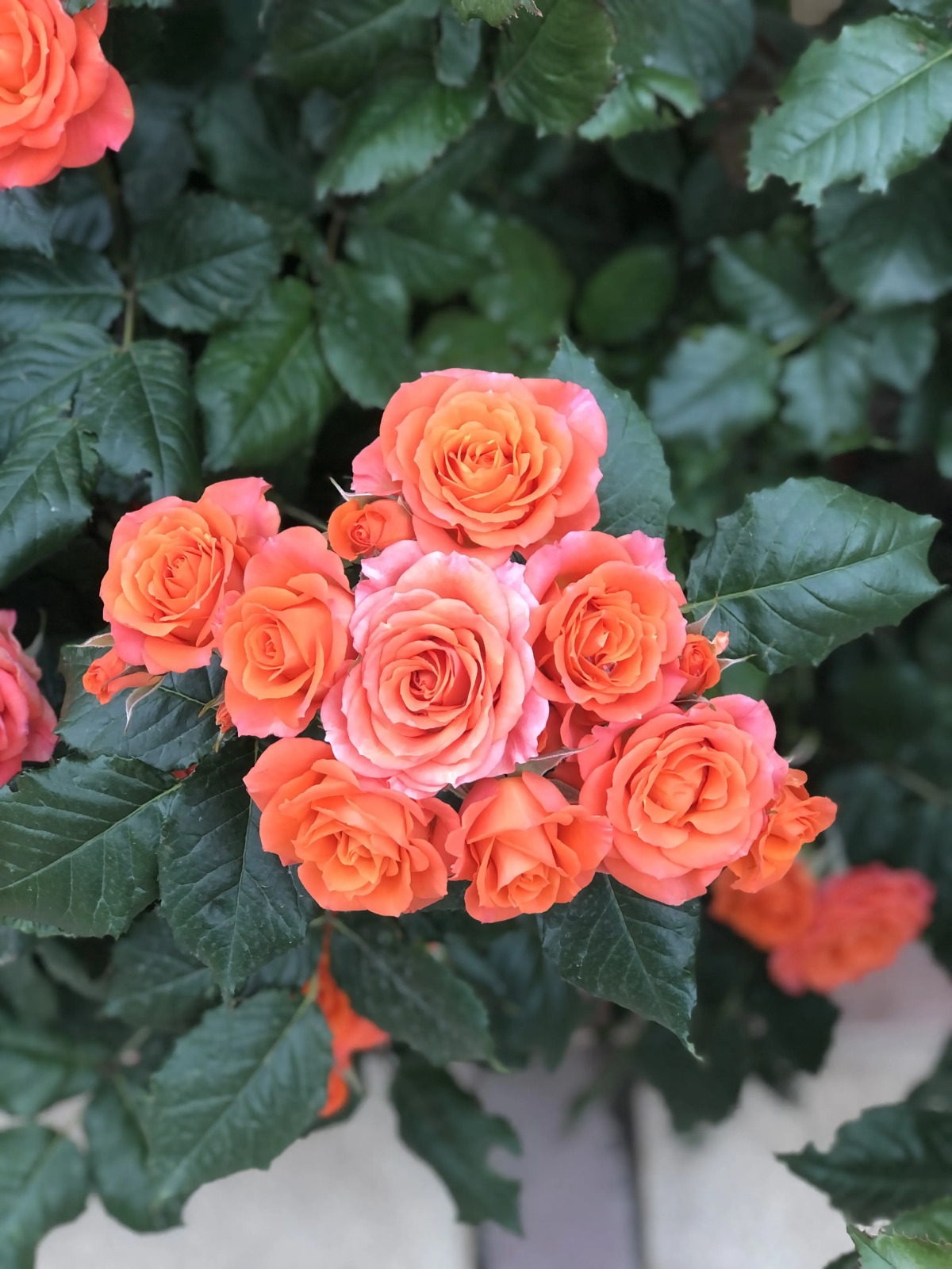 Гостевой дом Лазурный берег