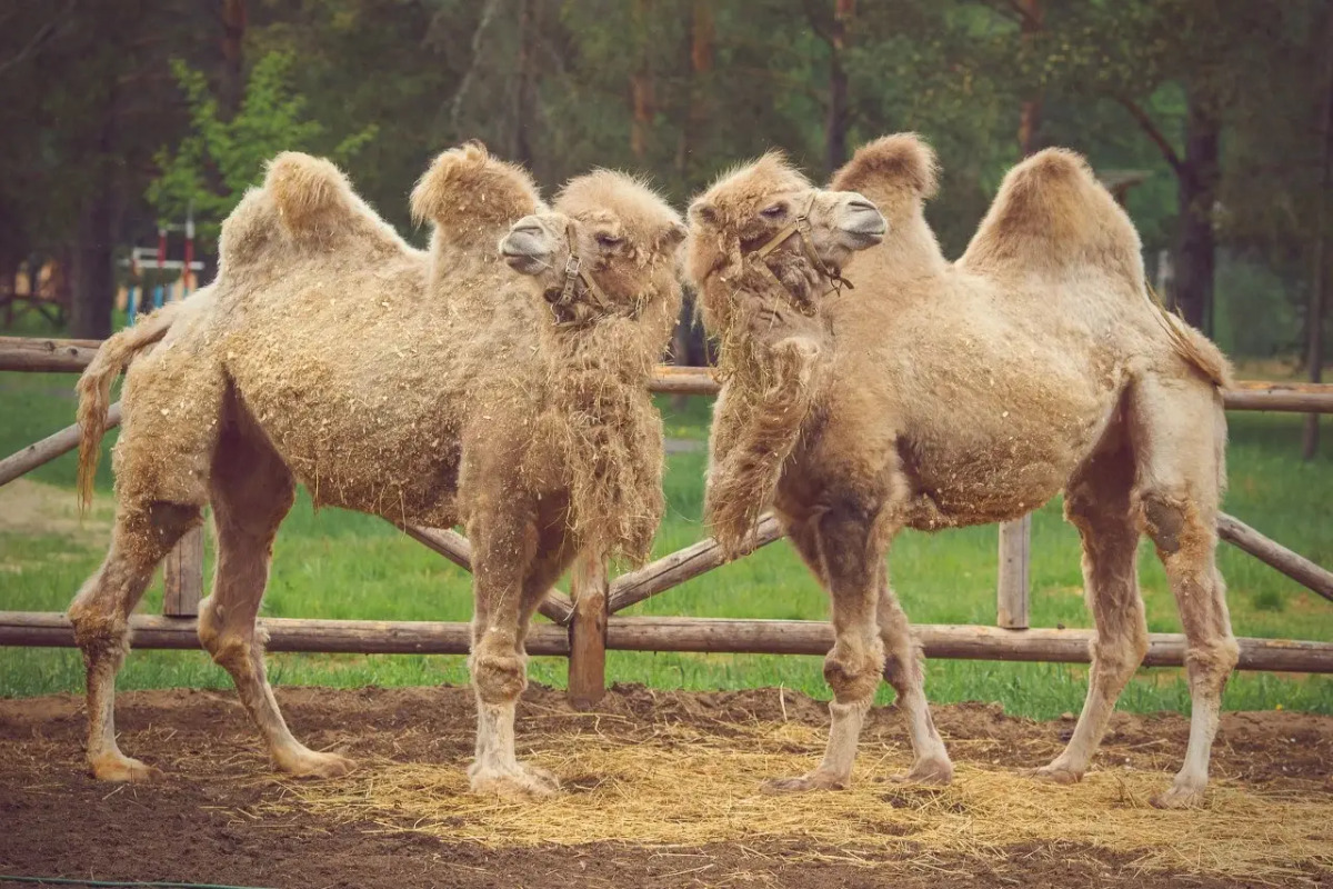 Отель Яхонты Ногинск