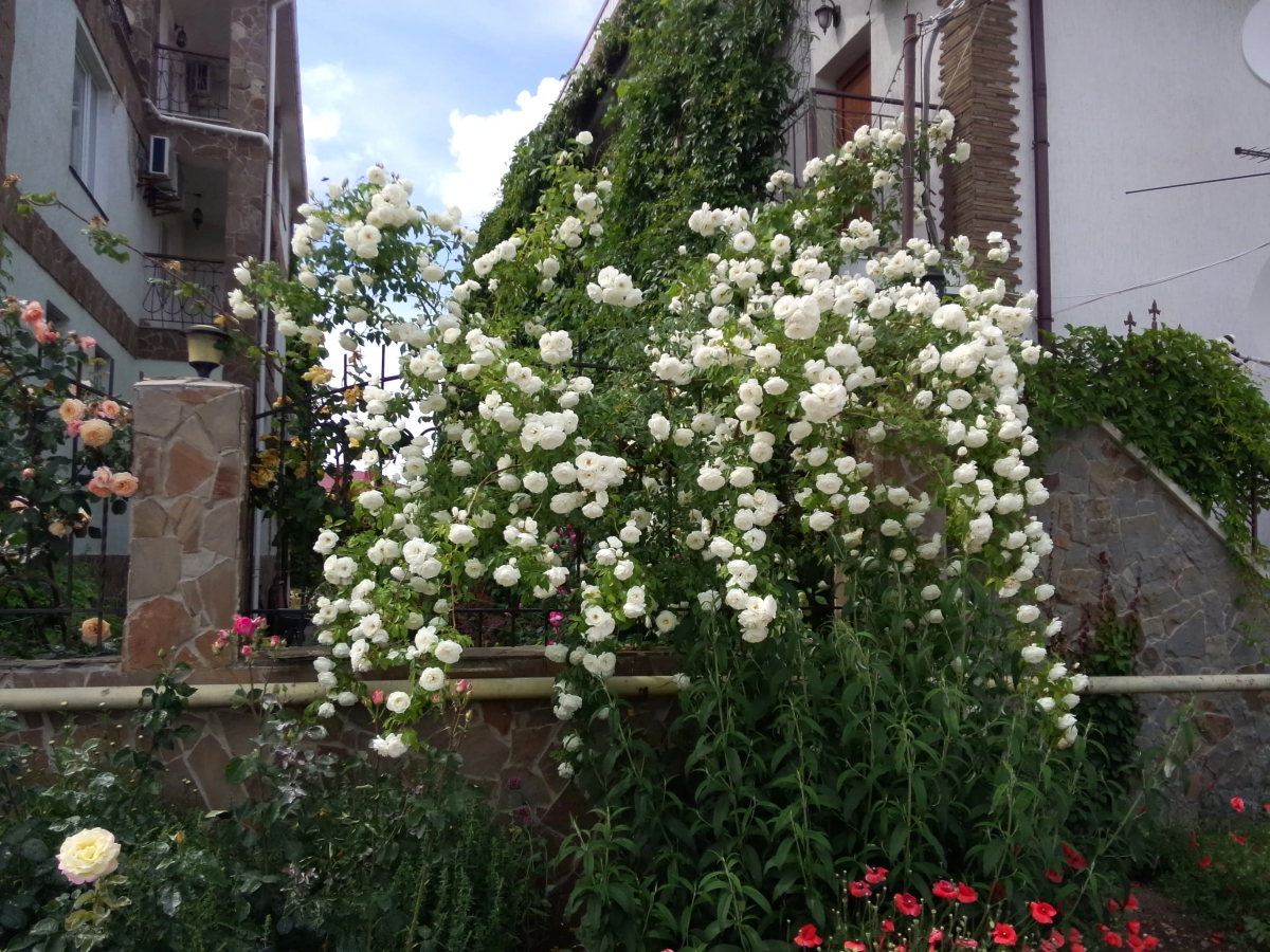 Гостевой дом Элисса