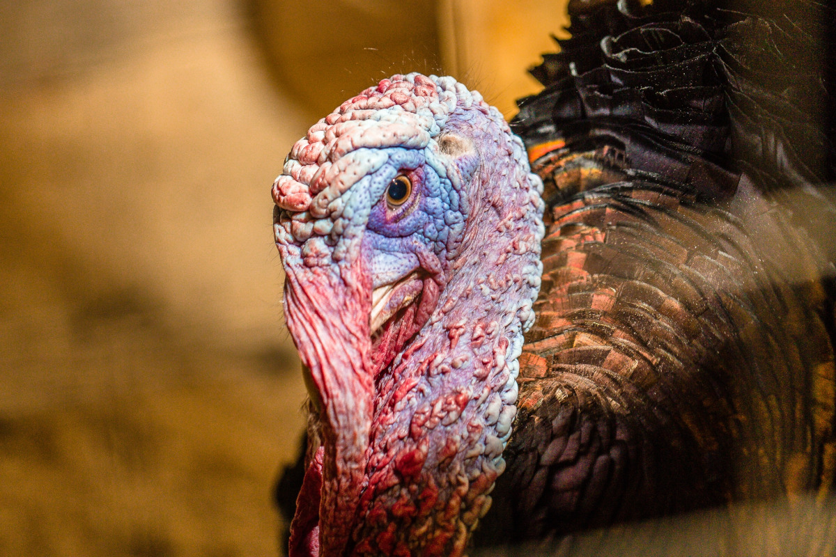 База отдыха Агротуристический комплекс Эль Ранчо