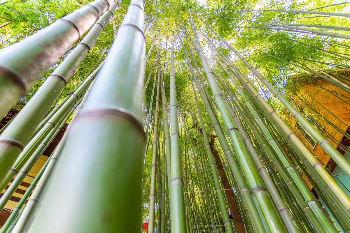 Гостевой Дом Бамбук-Хутор