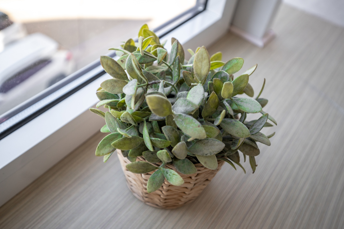 Апартаменты Место под солнцем 5