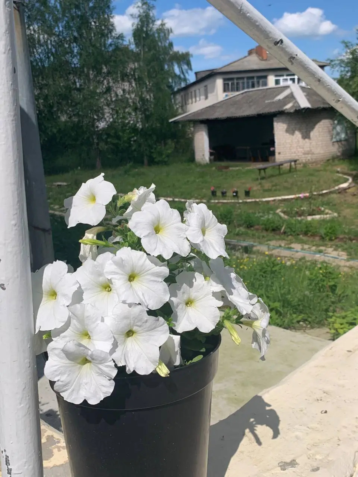 MAXROOMS у Плеса