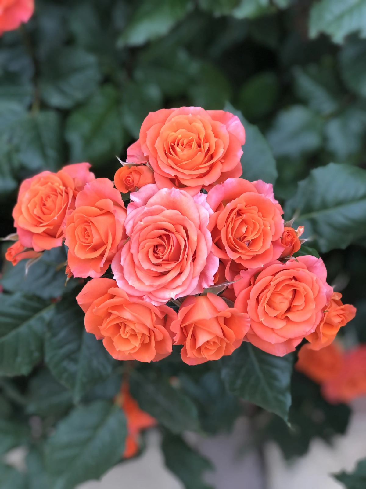 Гостевой дом Лазурный берег