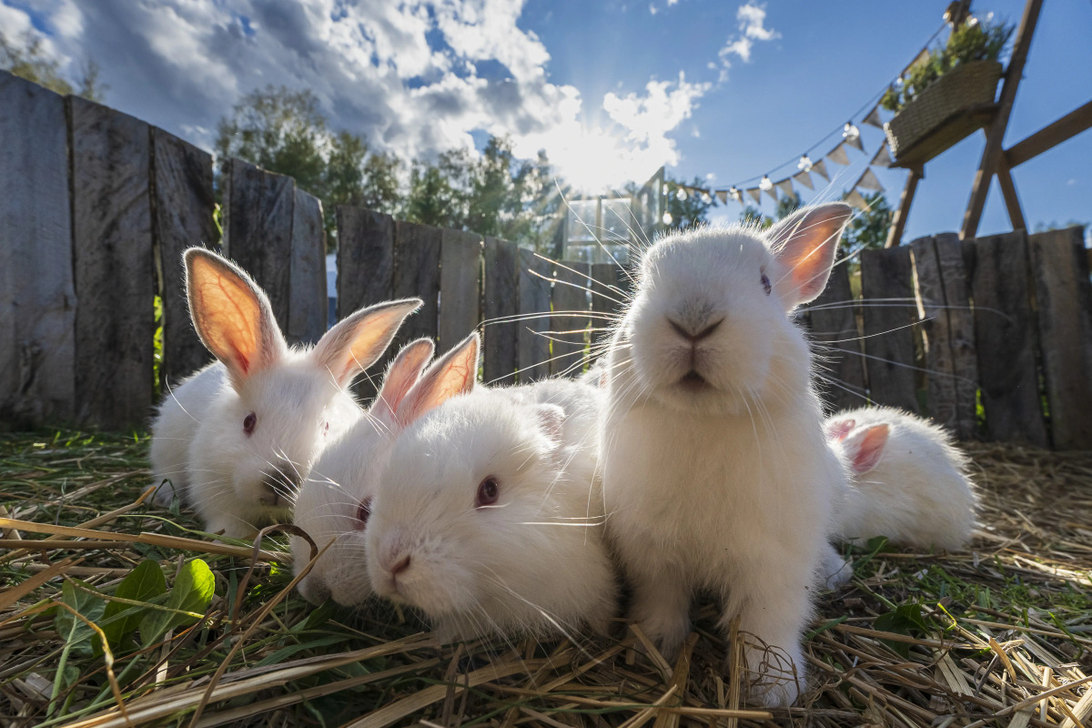 Загородный отель New Riga Village
