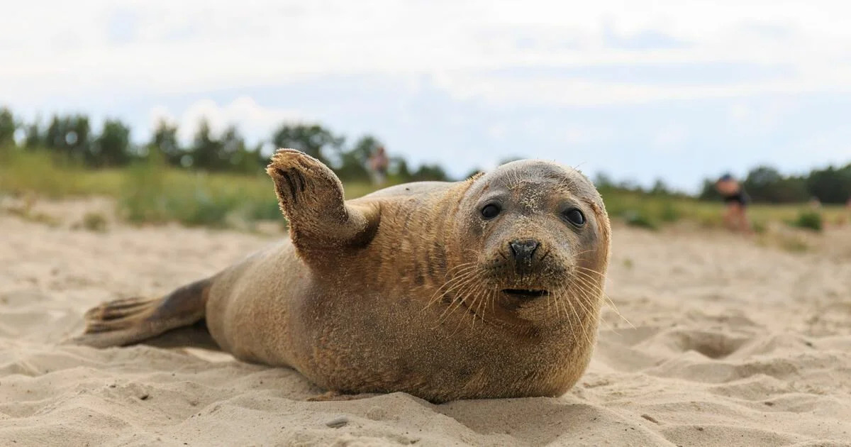 Гостевой дом Ленивый тюлень