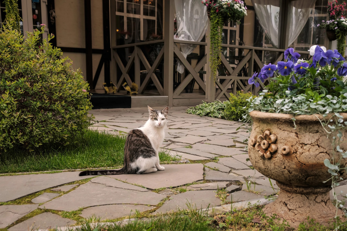 Гостевой дом Ближние дубки