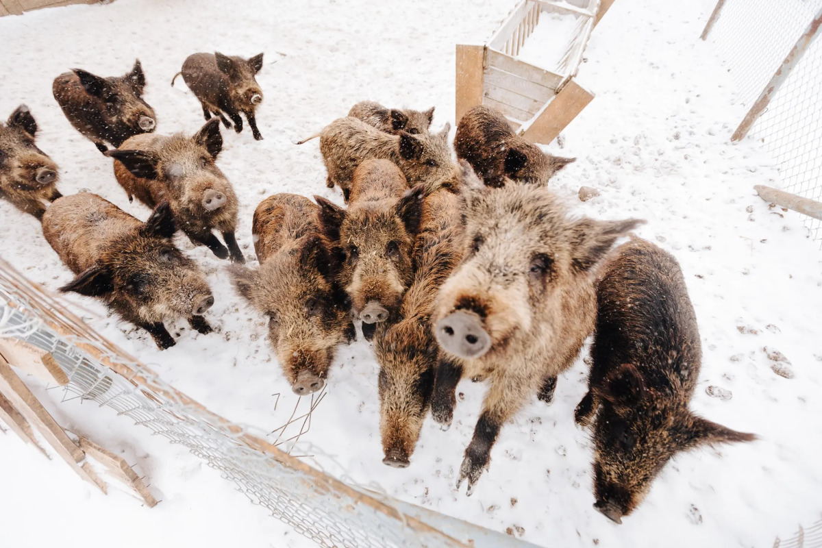 База отдыха Агротуристический комплекс Эль Ранчо
