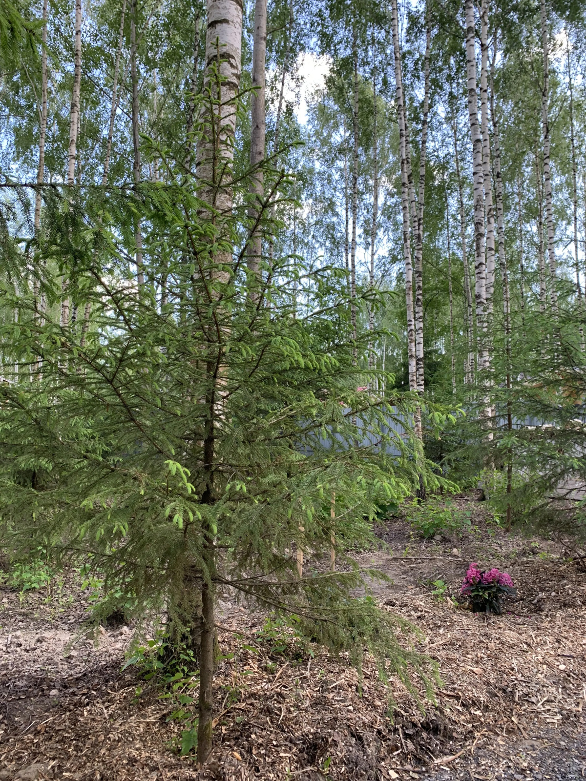 Частный дом A-фрейм в лесу Зеленого города