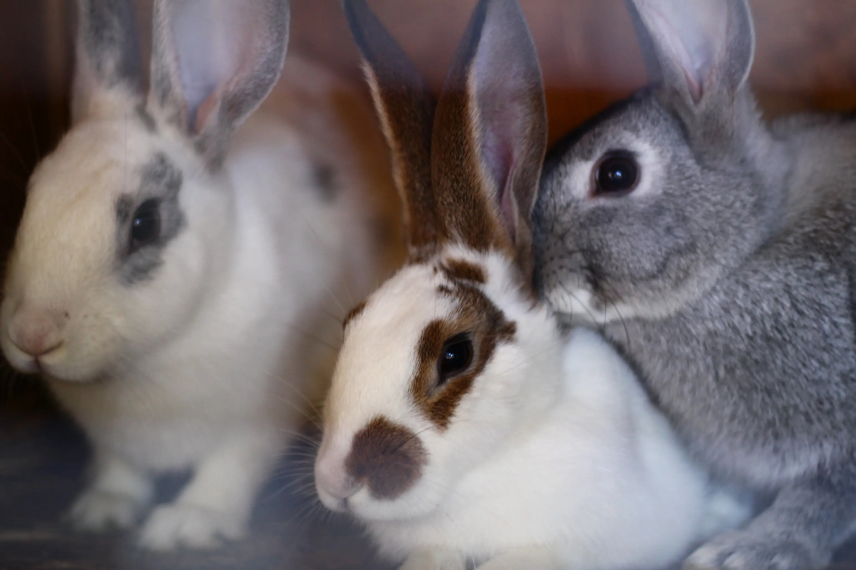 Гостевой Дом Агроусадьба NaraEcoHills