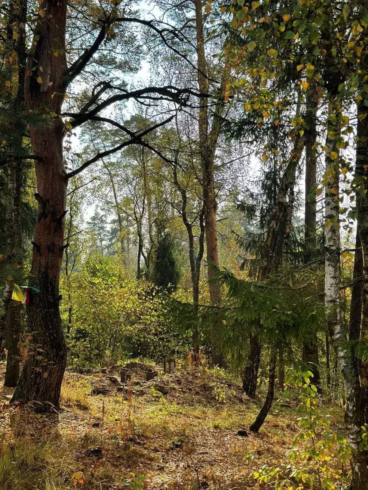 Коттедж Dacha-Vibe 1