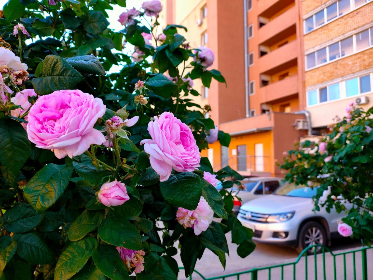 Апартаменты Mango Velvet