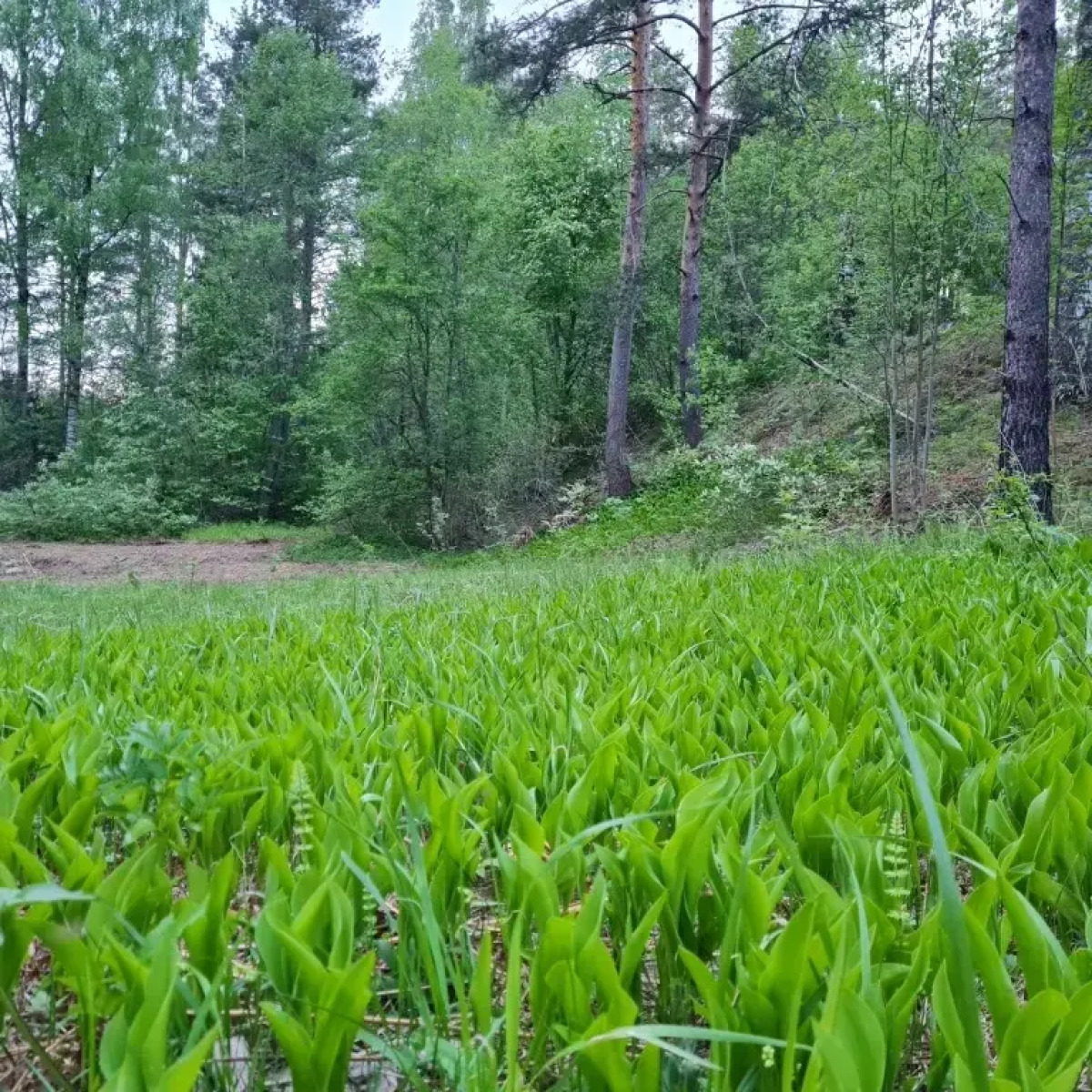 Апартаменты Валдай Пространство мечты 2