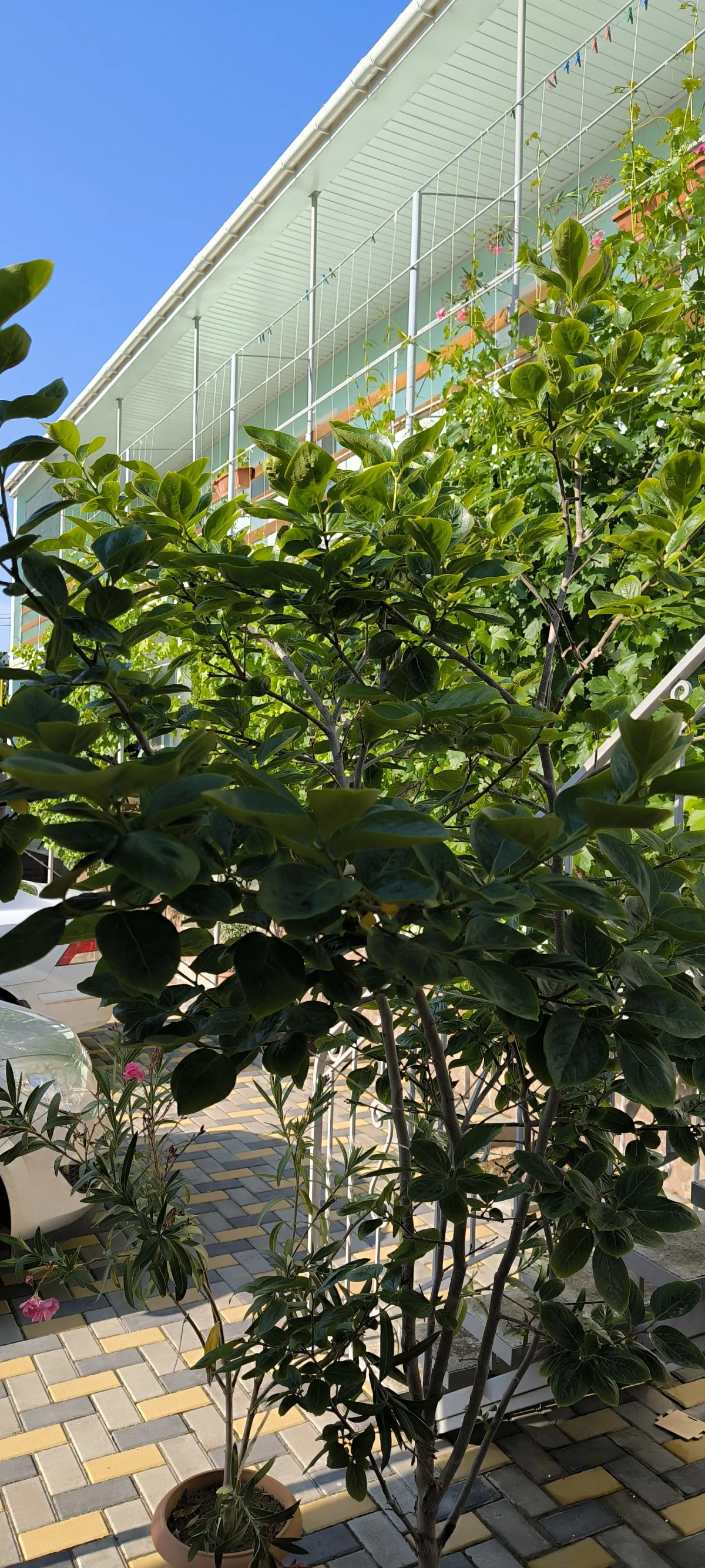 Гостевой Дом Oazis