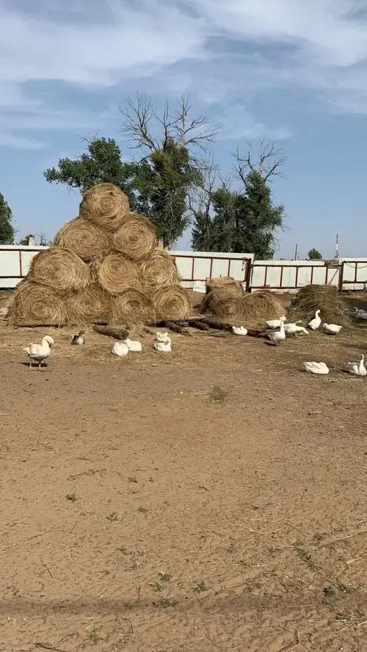 База отдыха Летучая рыба