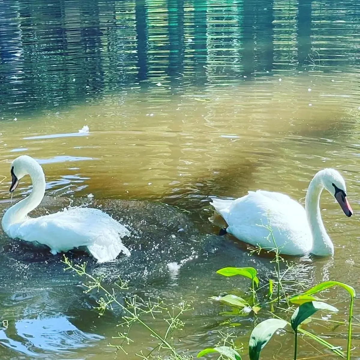 Жилое помещение Fivestars