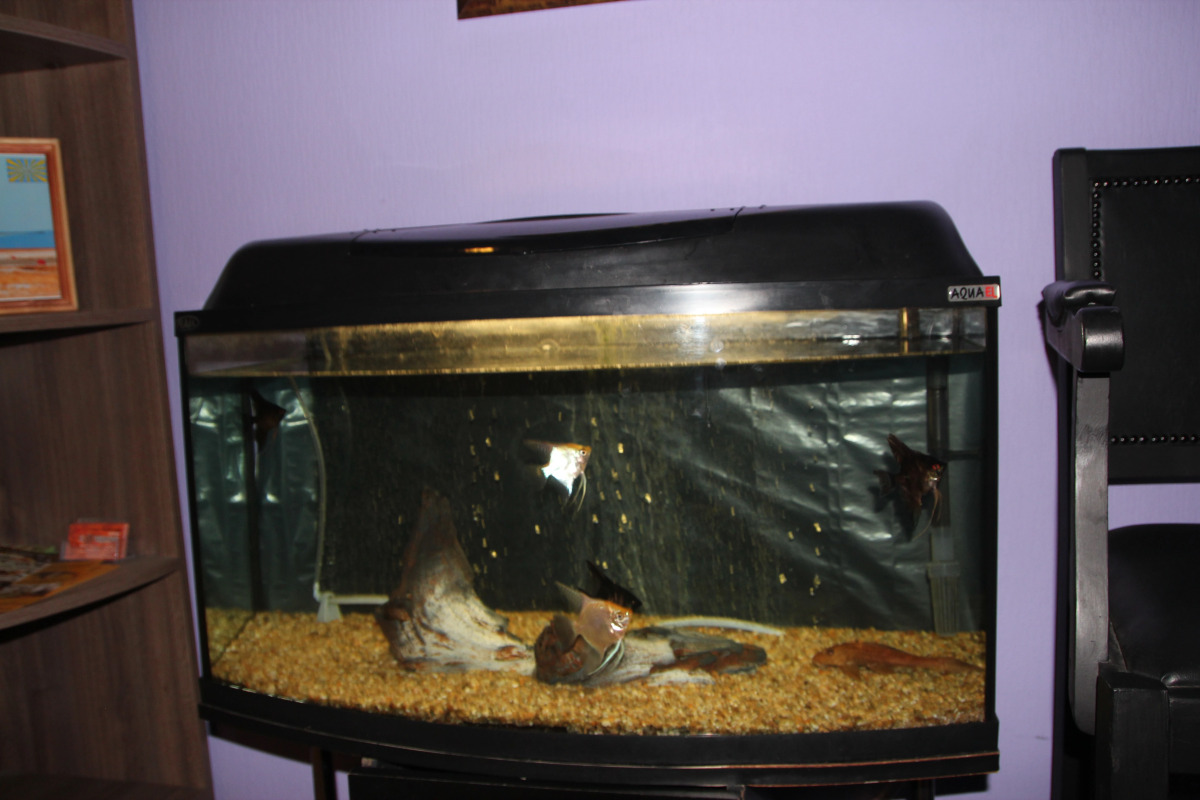 Мини-Отель Добрый Кот