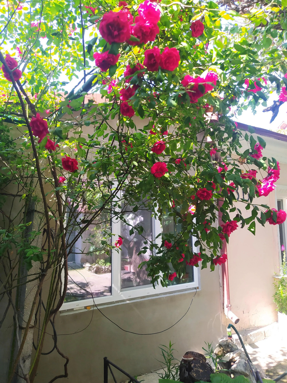 Меблированные комнаты Celica