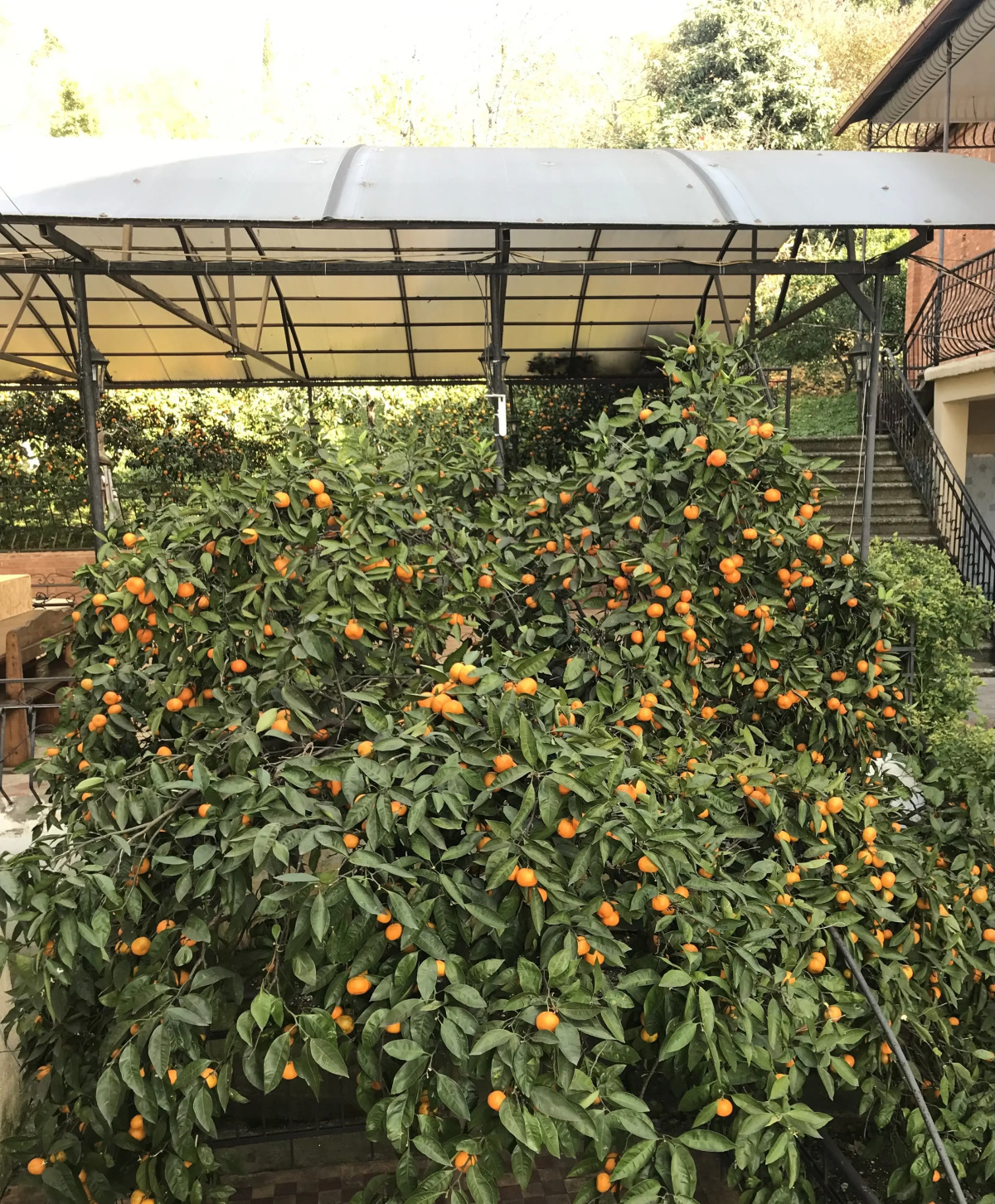 Мини-отель Мандариновый сад