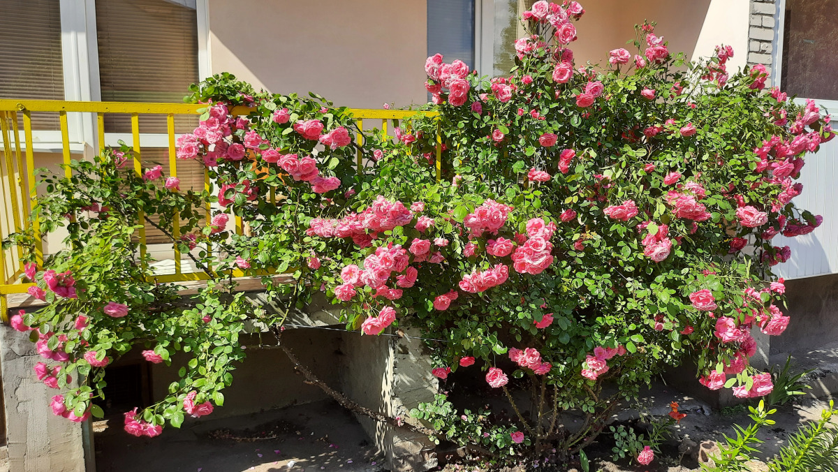 Апартаменты Квартира с двумя спальнями в центре