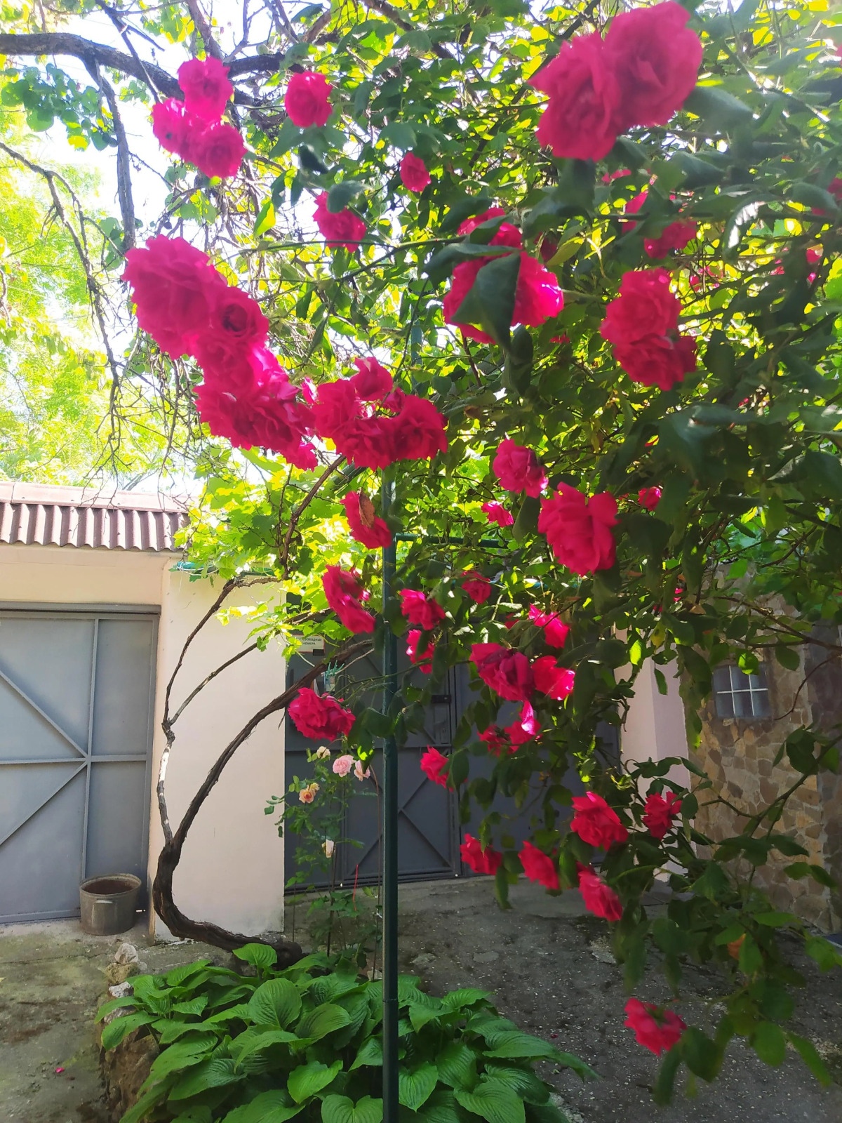 Меблированные комнаты Celica