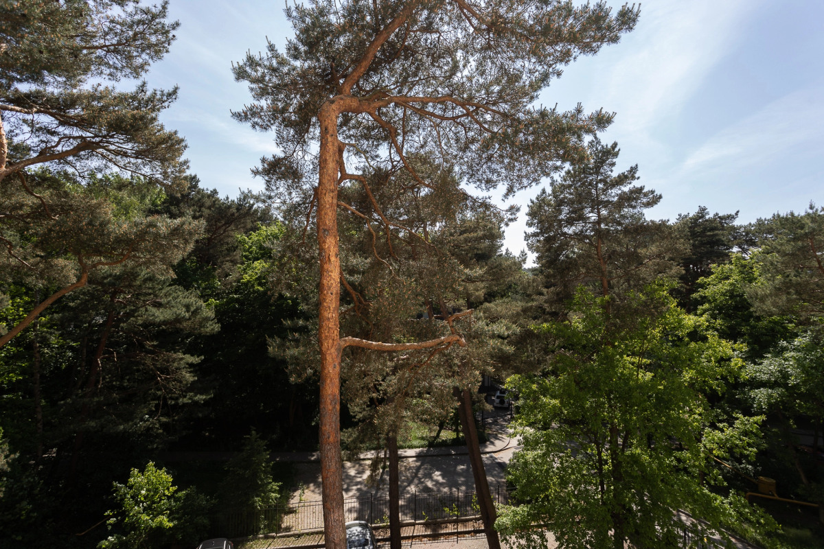 Апартаменты Вид на сосны