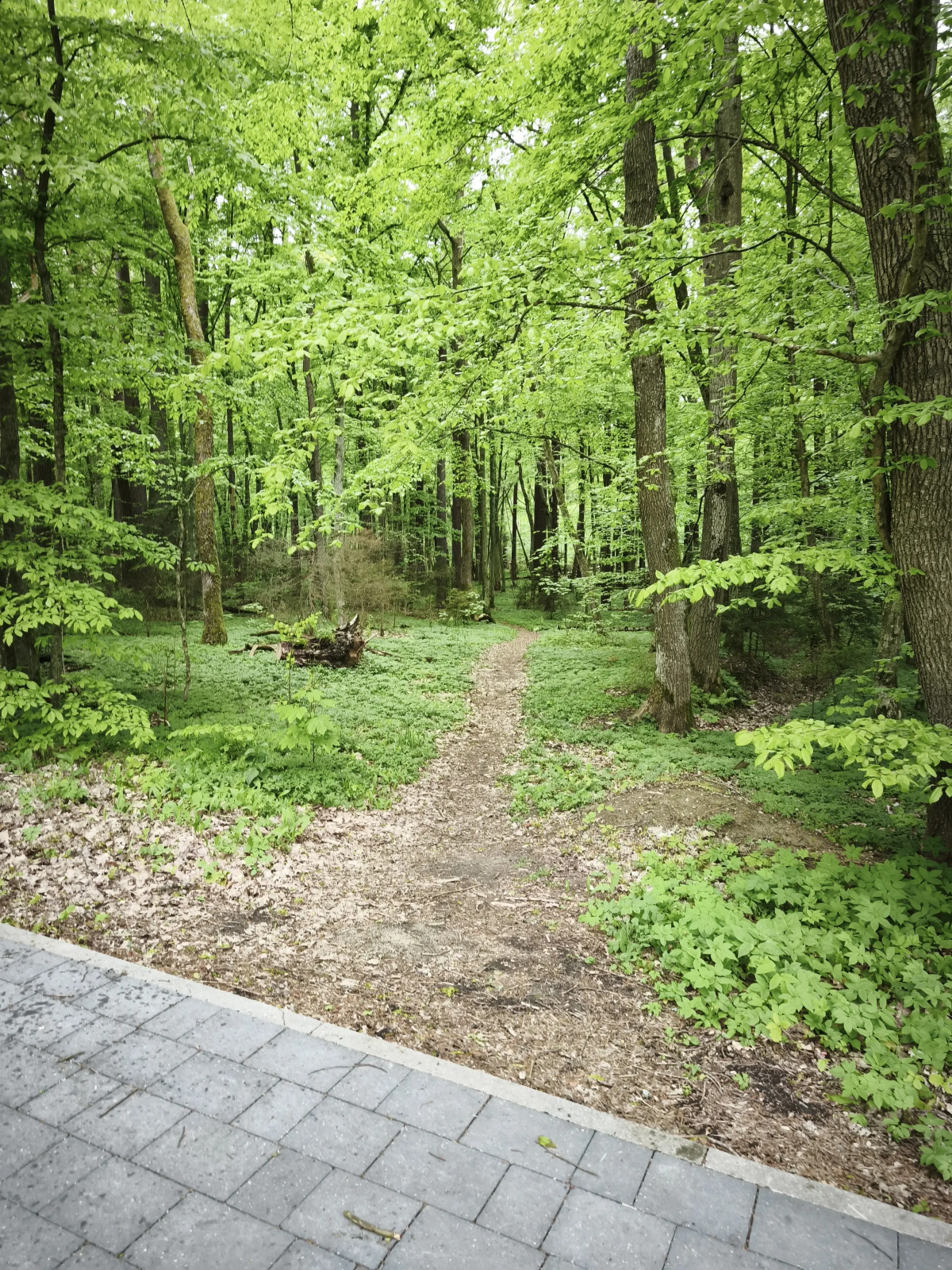 Апартаменты Serenity в окружении Реликтового Леса