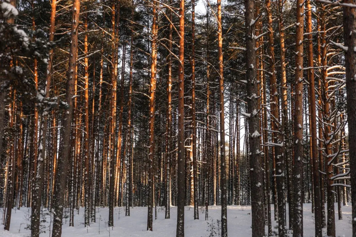 Апартаменты Отдых на Селигере турбаза Чайка