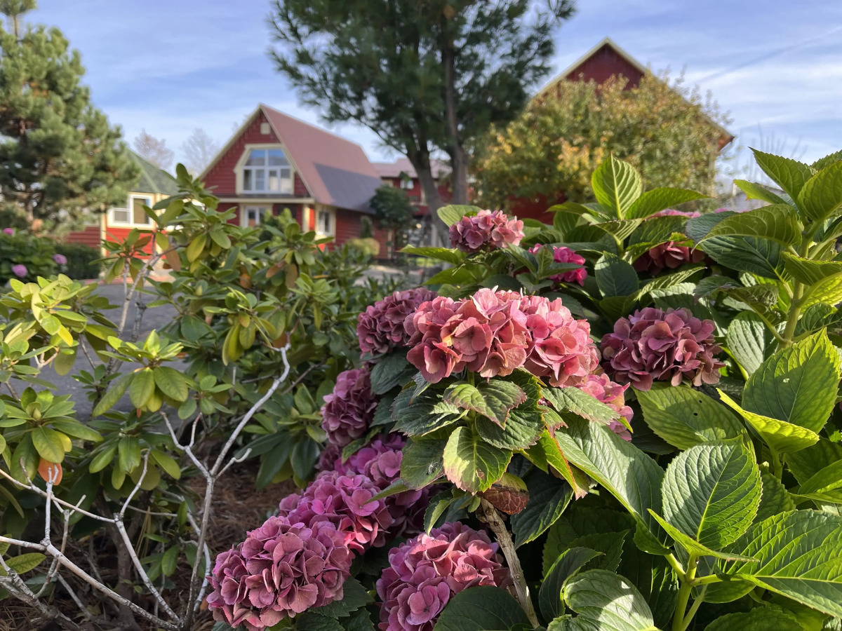 Гостевой дом Волшебный сад