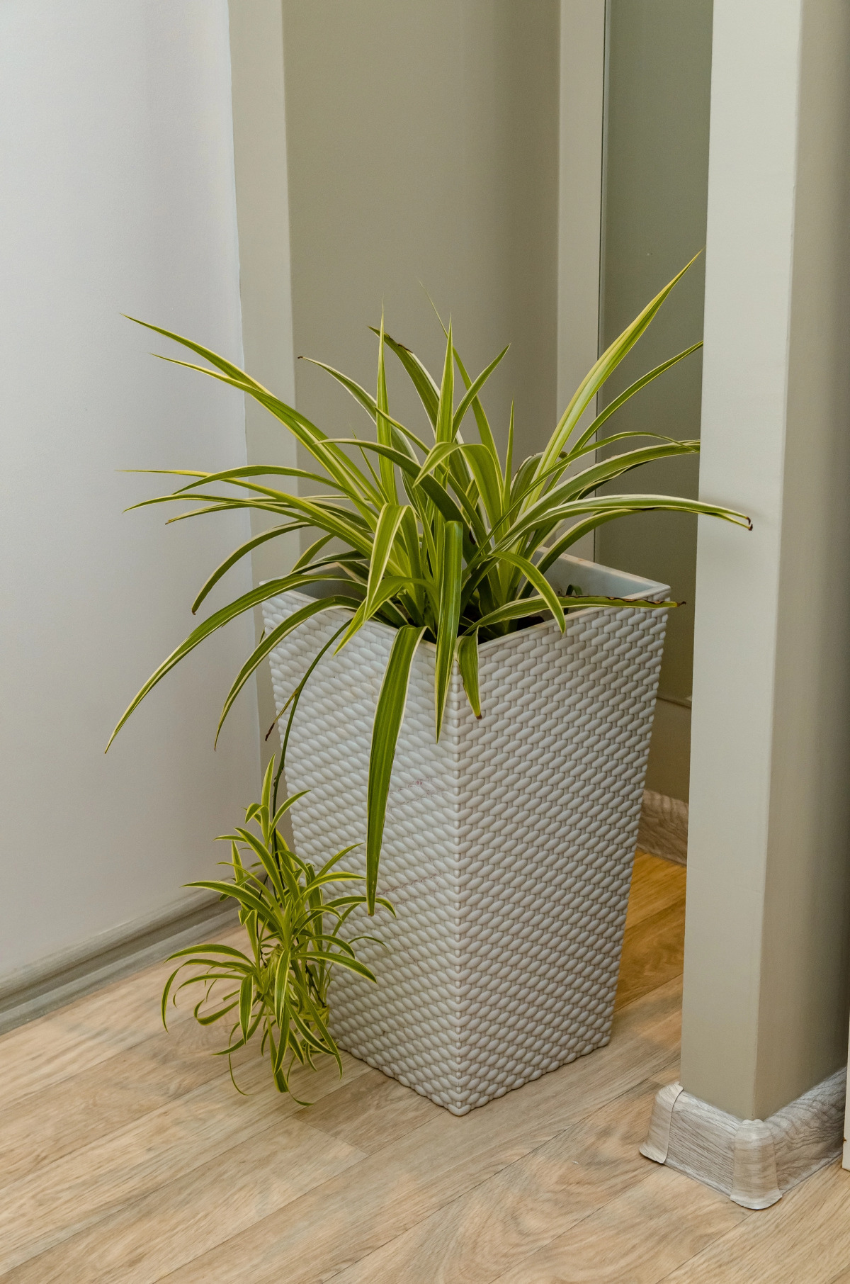 Апартаменты на 1905 года 83