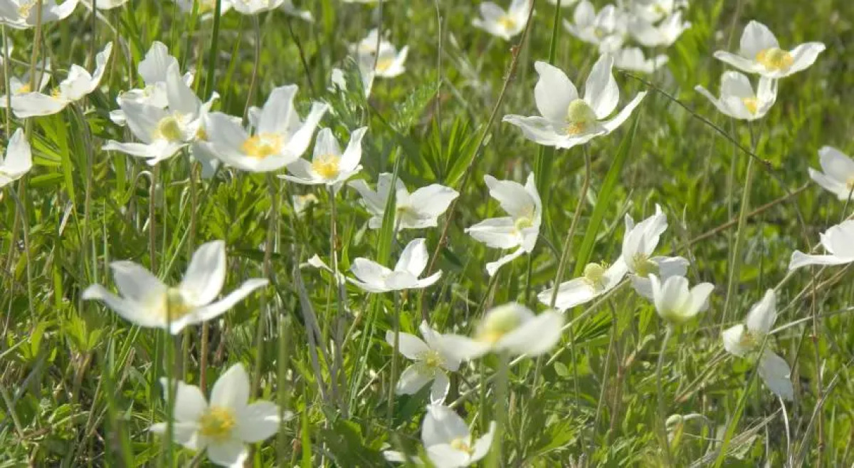 Мини-Отель Усадьба Марьина Роща