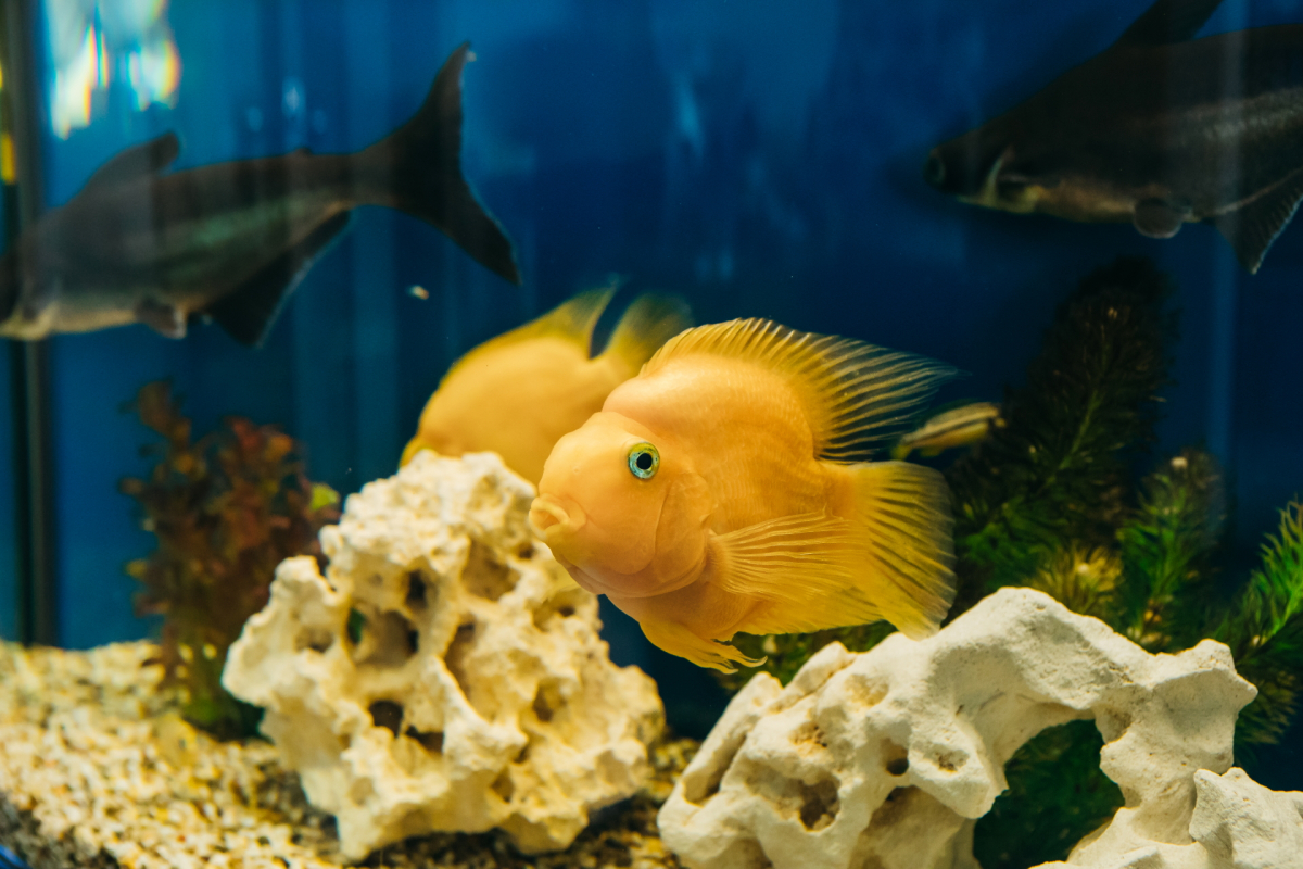 Гостиница Дом рыбака