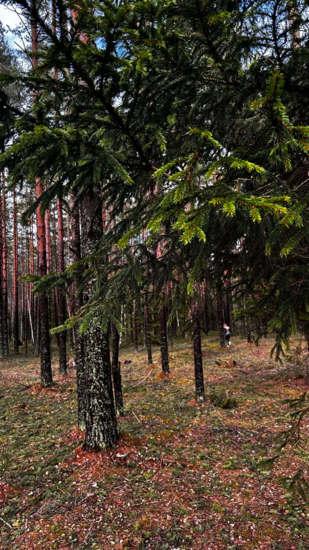 Частный дом Ладожские дюны