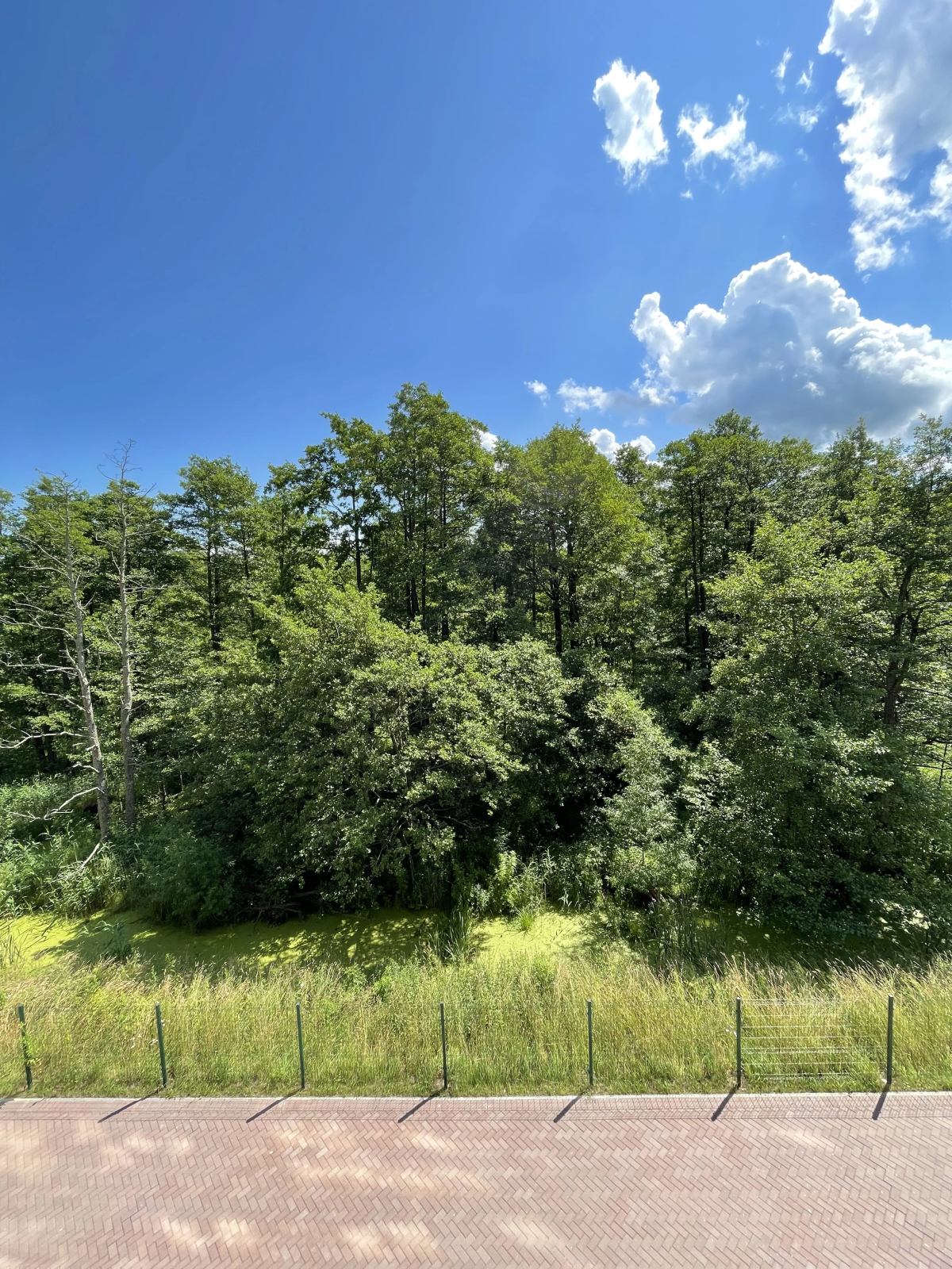 Квартира Forest appartment