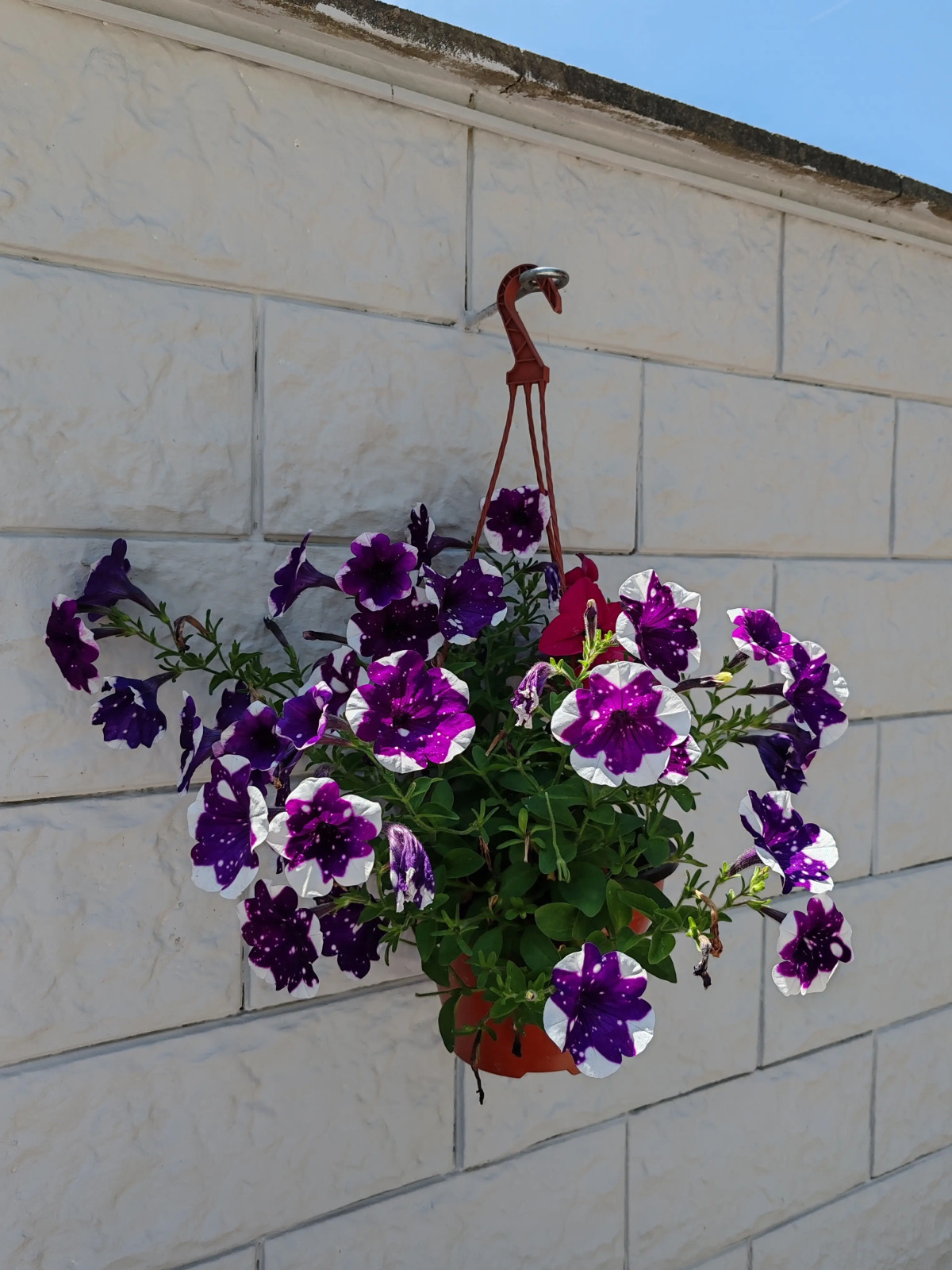 Гостевой дом на Цитрусовой