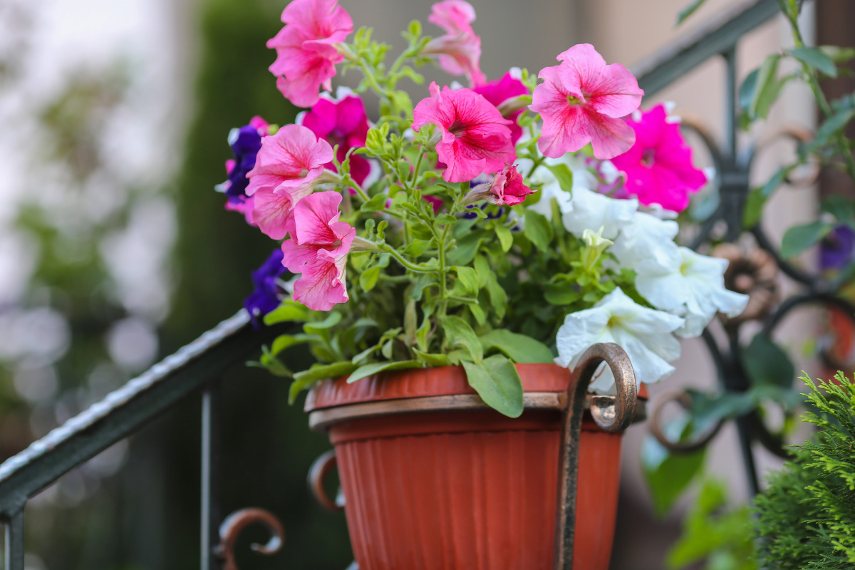 Меблированные комнаты Nifea